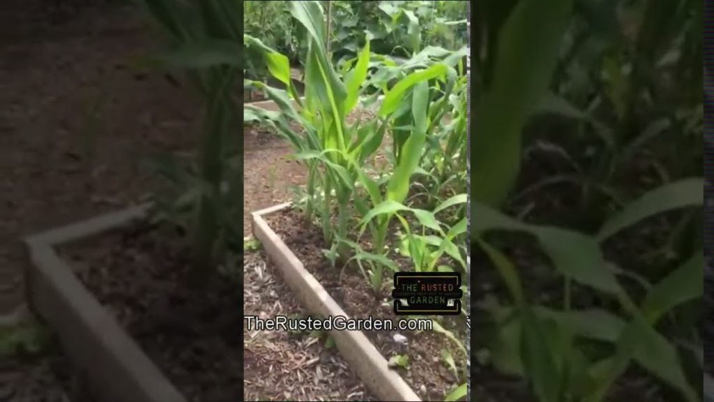 How To Grow 64 Cornstalks in a 4x4 Ft Space: My New YT Channel with Videos 1 Minute or Less #shorts