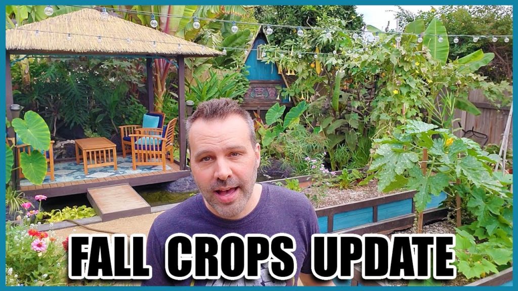 Fall Crops Update - Giveaway?