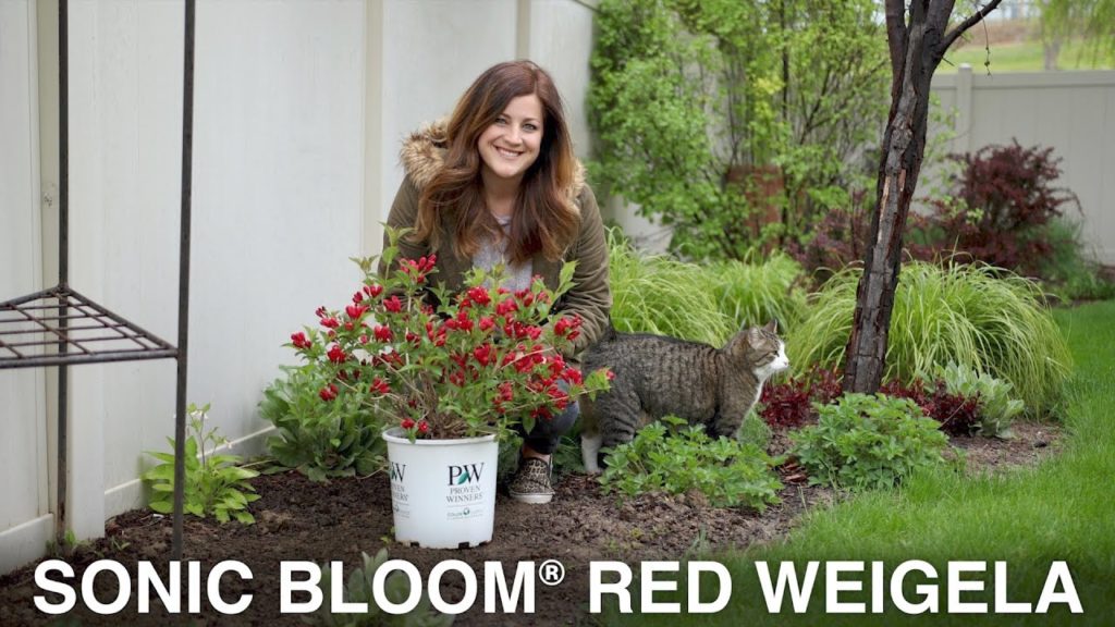 Sonic Bloom Red Weigela // Garden Answer