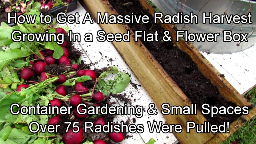 How to Get a Huge Radish Harvest from A Flower Box and A Seed Flat: Method & Harvest Pictures!