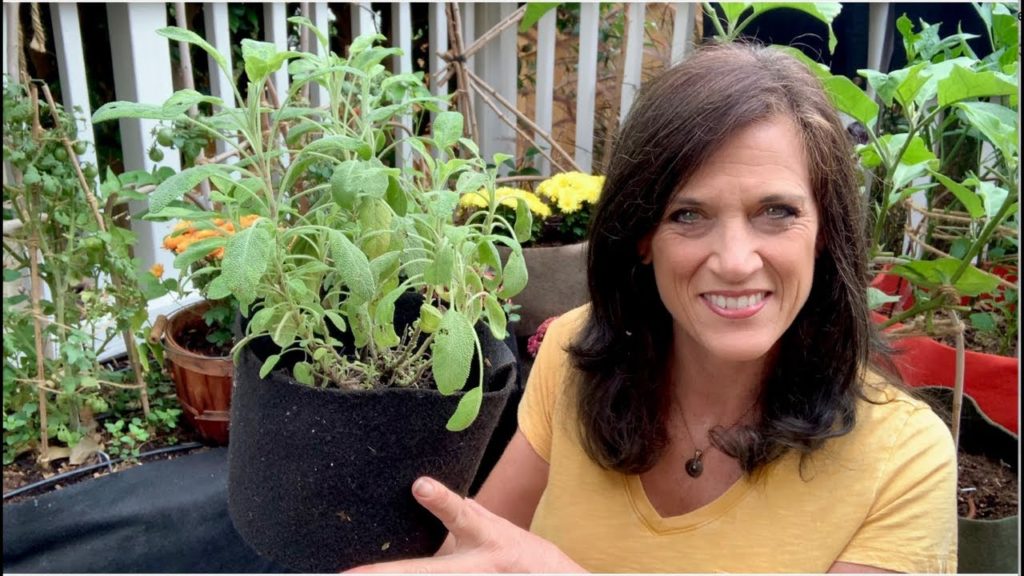 CaliKim: 🍅LIVE: 4 Steps to Bring Outdoor Plants Indoors for Winter (REPLAY) 🍅LIVE: 4 Steps to Bring Outdoor Plants Indoors for Winter (REPLAY)