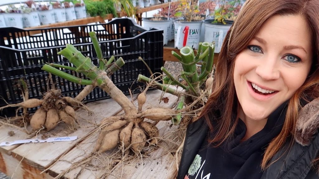 How I’m Digging & Storing Our Dahlias! 🌸👩‍🌾🌿// Garden Answer