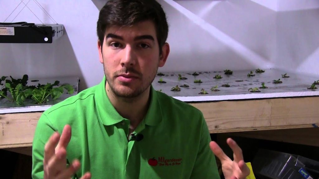 Hydroponic Update Week 3