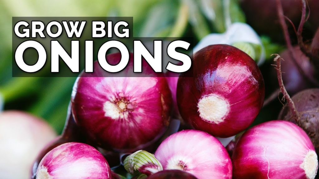 3 Onion Growing Mistakes to Avoid