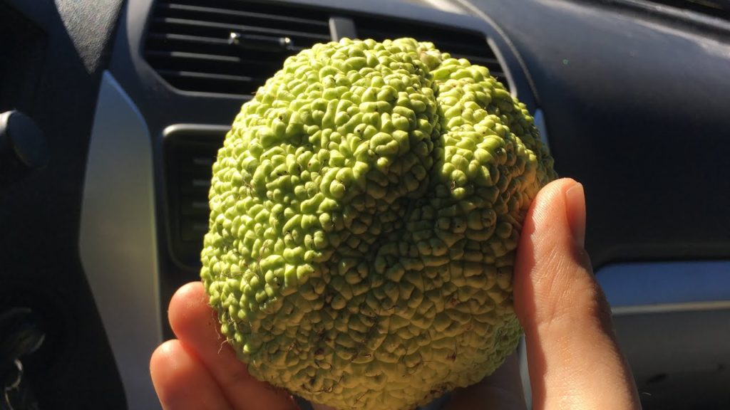 This BIZARRE Wild Fruit Deters Spiders!