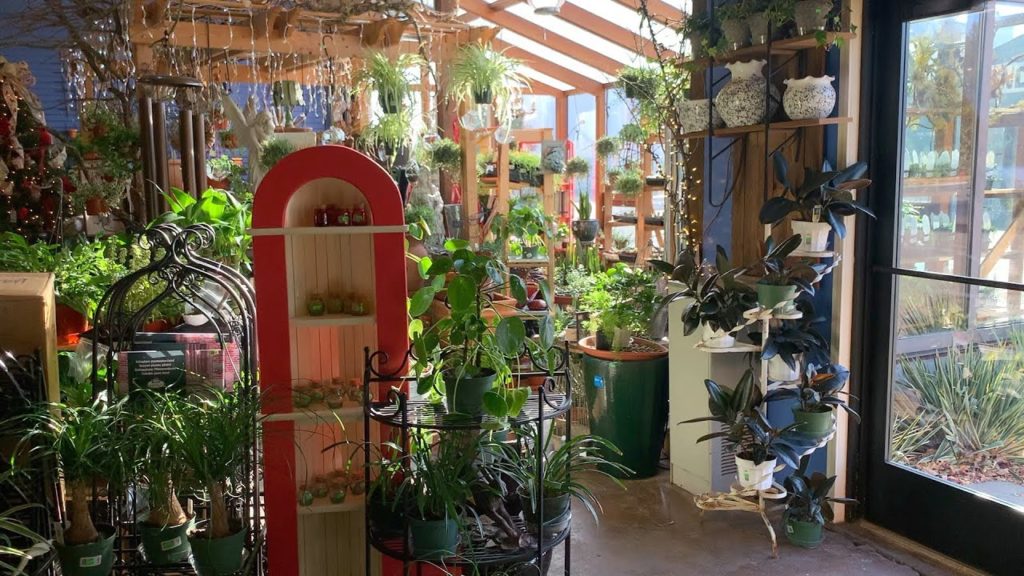 Houseplant Tour at the Garden Center! 🌿🌴🌵// Garden Answer