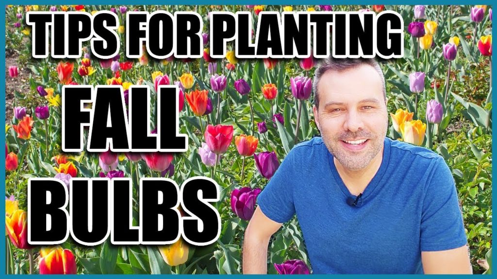 Tips for Planting Fall Bulbs (Spring Flowering)