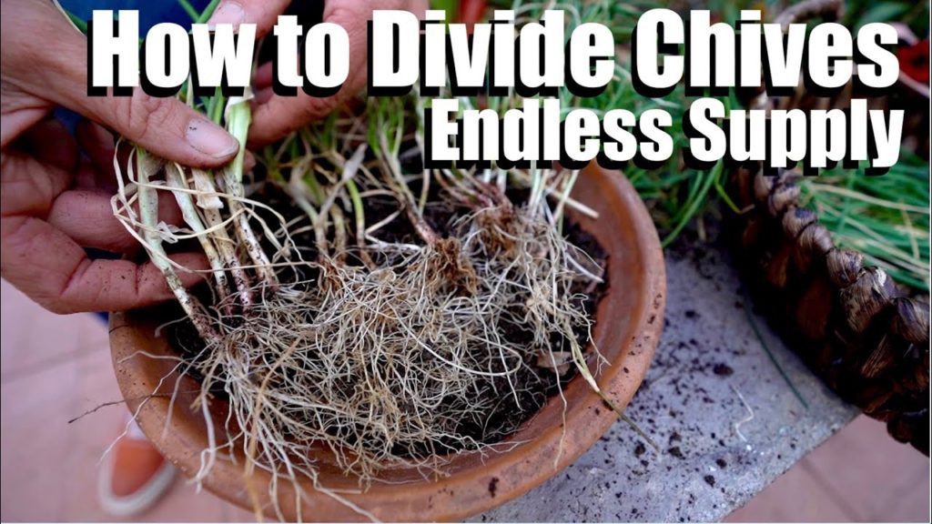 How to Divide Chives for an Endless Supply of Free Plants - 4 Easy Steps🌱