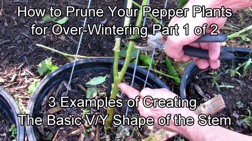 Gary Pilarchik: How to Prepare & Prune Your Pepper Plants for Over-Wintering – Part 1/2: Examples of V or Y Pruning How to Prepare & Prune Your Pepper Plants for Over-Wintering - Part 1/2: Examples of V or Y Pruning