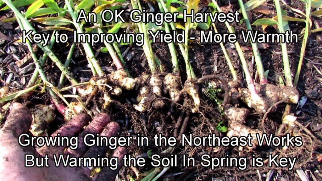 A Meager Ginger Harvest  In the Northeast:  Increasing the Yield Means Warming the Soil in Spring