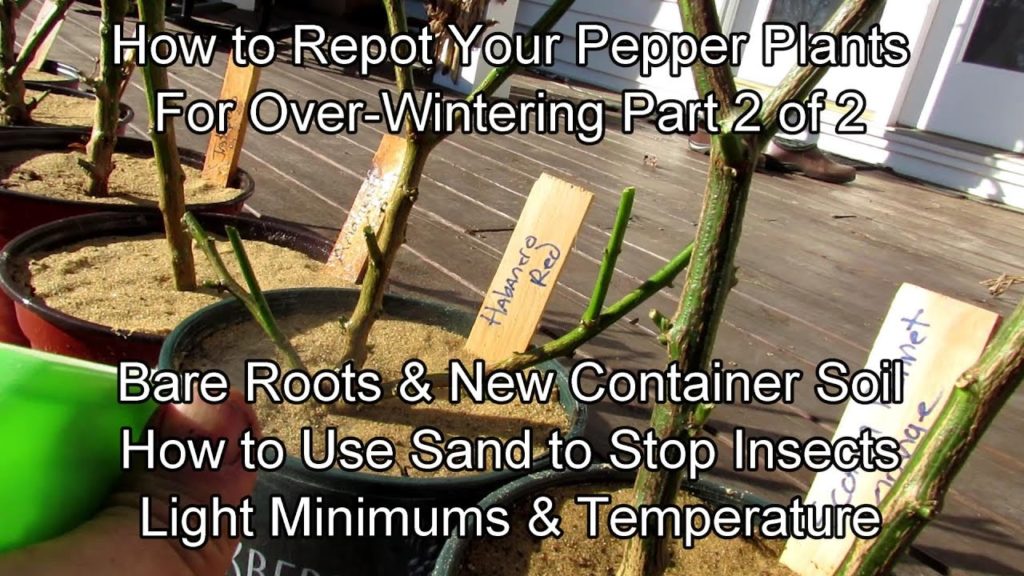 How to Repot Your Pepper Plants for Over-Wintering - Part 2/2:  Use New Soil & Sand to Stop Insects!
