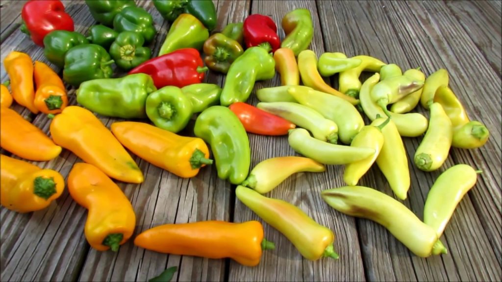 Sweet Pepper Harvest and Late Season Fertilizing: Slow & Low Organic Soluble & Insoluble Feeding