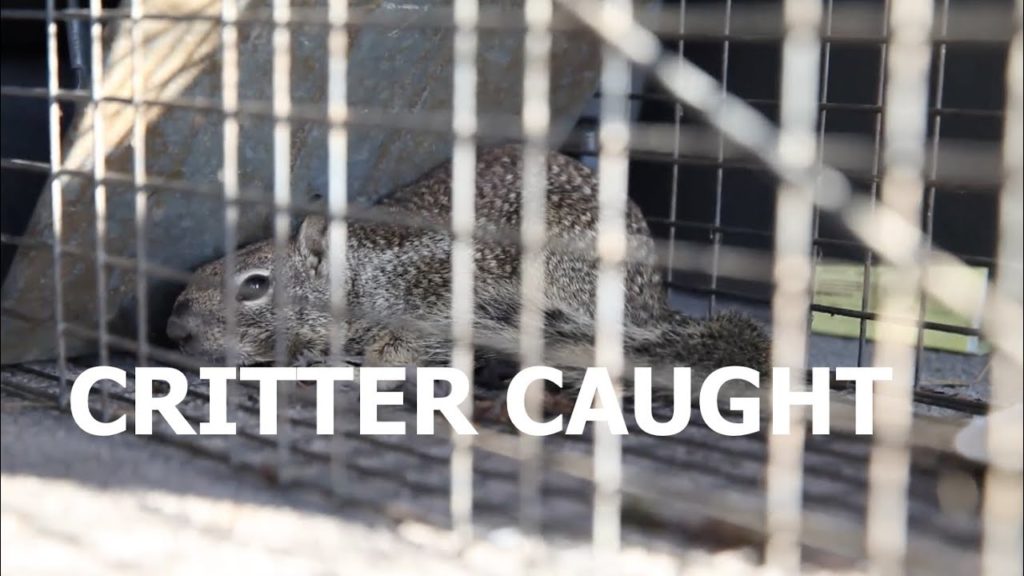 This Just In - Critter Caught!