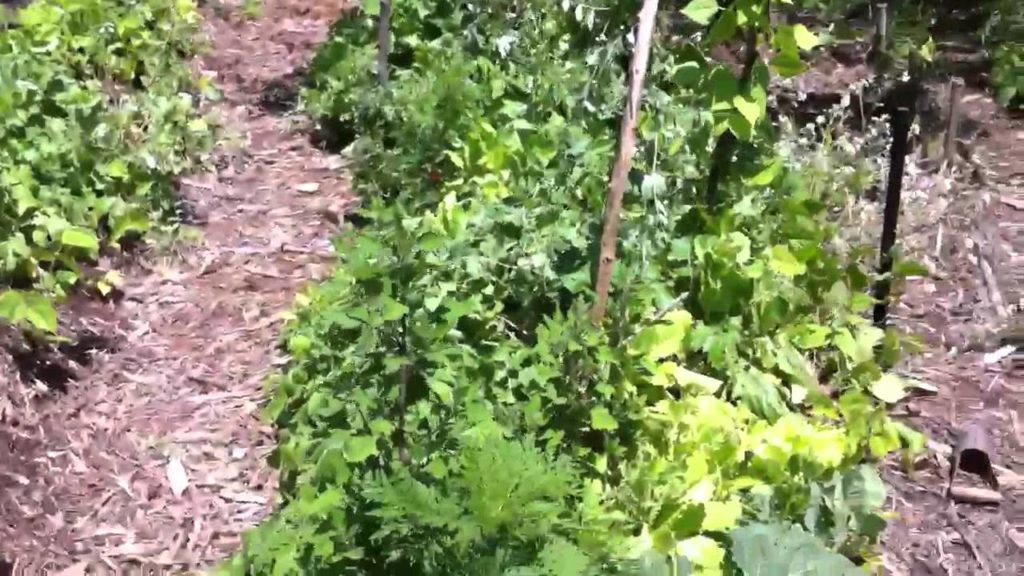 Permaculture Garden
