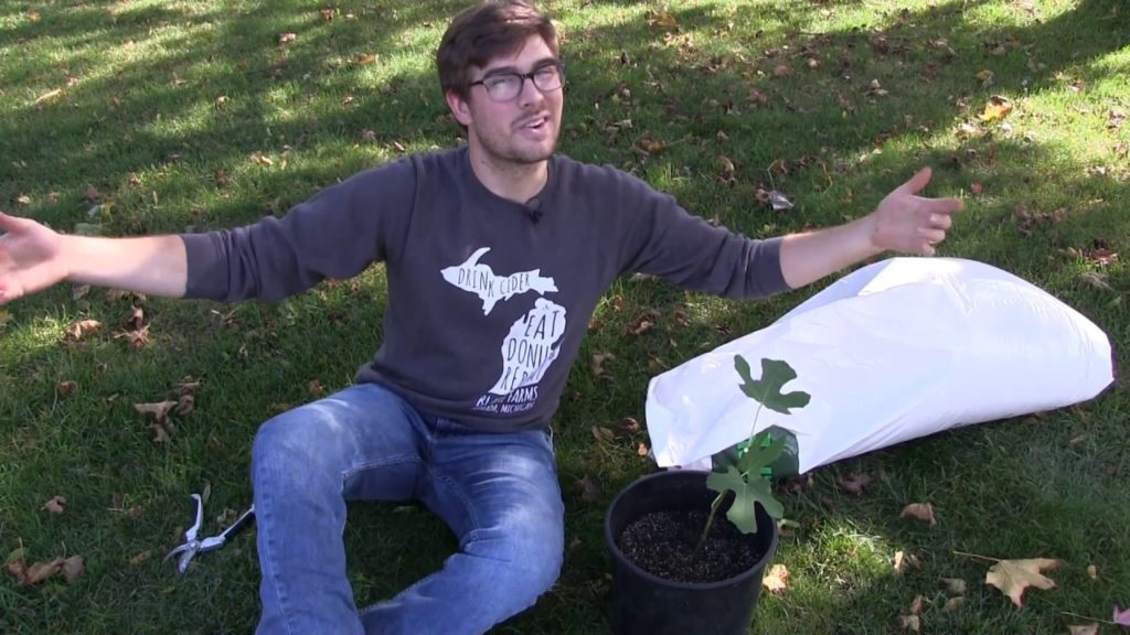 How to Propagate Fig Cuttings - Free Plants!