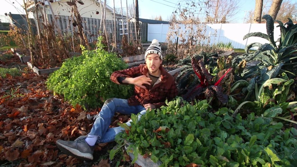 MIgardener: The Ideal Garden For A First Time Gardener The Ideal Garden For A First Time Gardener