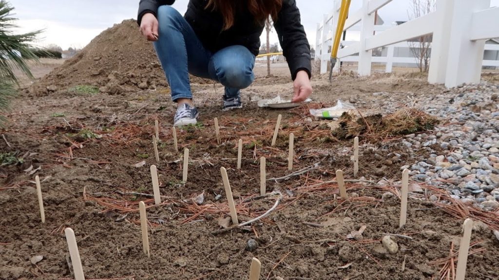 Starting a Few Early Flower Seeds! 🌸🙌// Garden Answer