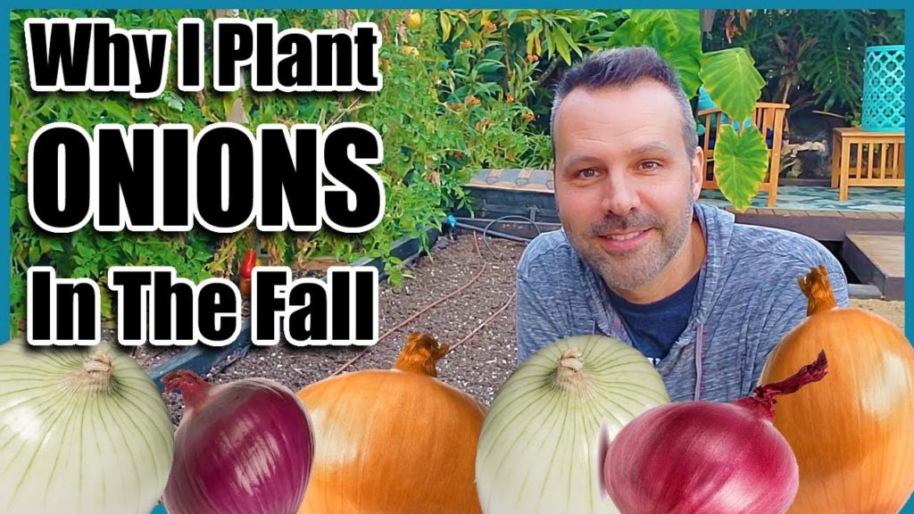 How to Plant Onions From Seed and Why In November?? Plus Companion Planting to Save Space.