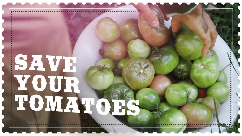 Siloé Oliveira: Saving GREEN TOMATOES before the FIRST FROST Saving GREEN TOMATOES before the FIRST FROST
