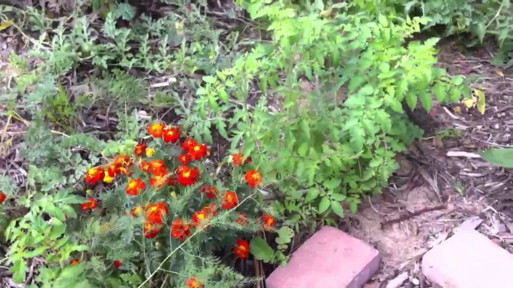 Fall Garden, and Apple Seedlings