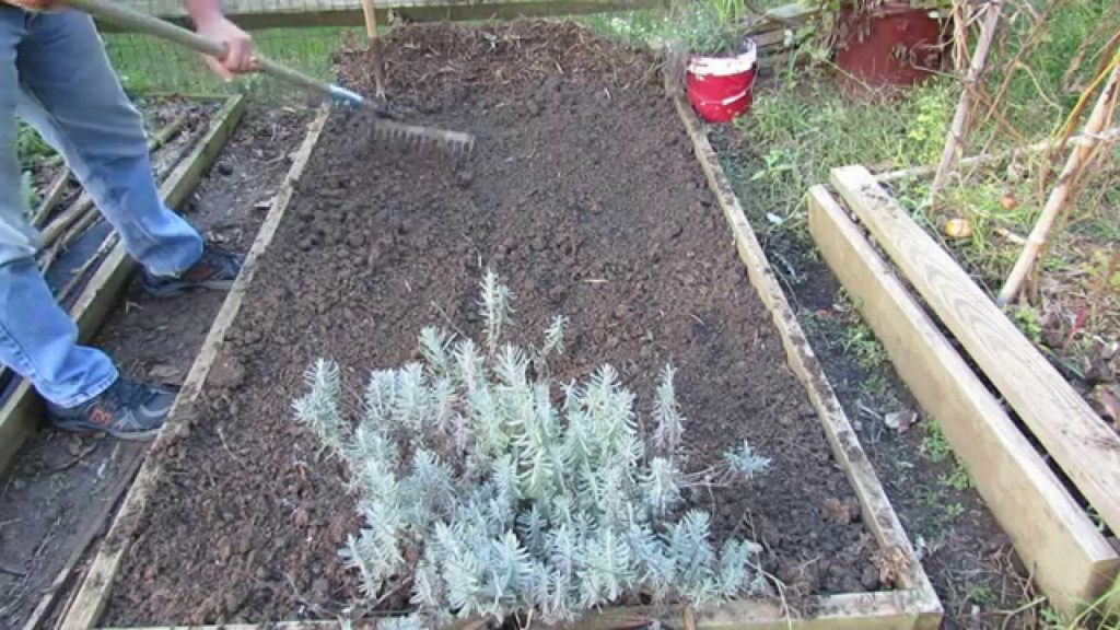 Fall Garden Bed Maintenance, Scatter/Broadcasting Radish Seeds and Picking Moon & Stars Watermelons