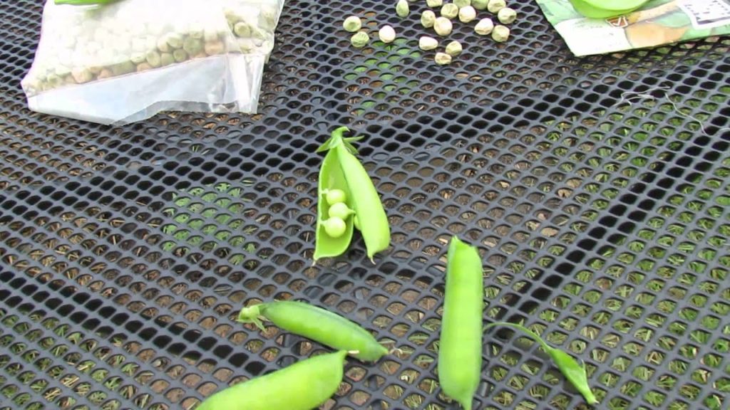 The Three Types of Peas: Sugar Pod, Snap or Sugar Snap and Standard - The Rusted Garden 2013