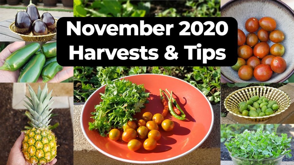 California Gardening Nov 2020 Garden Tour - Gardening Tips, Harvests & More!