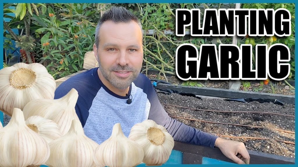 California Garden TV: Planting Garlic // How to Grow Garlic from Cloves Planting Garlic // How to Grow Garlic from Cloves