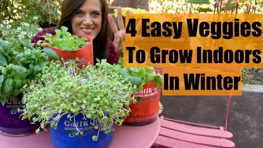 4 Easy Vegetables to Grow Indoors In Winter 🥬 🍅🌱☃️