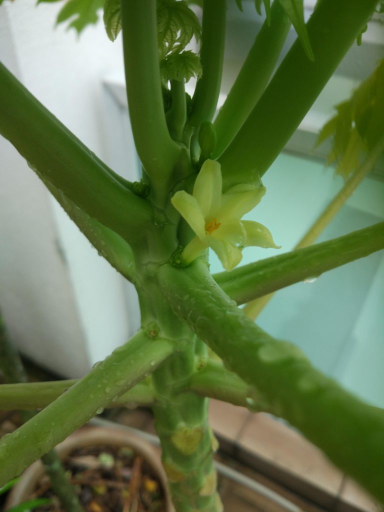 Is my papaya flower a male or hermaphrodite?