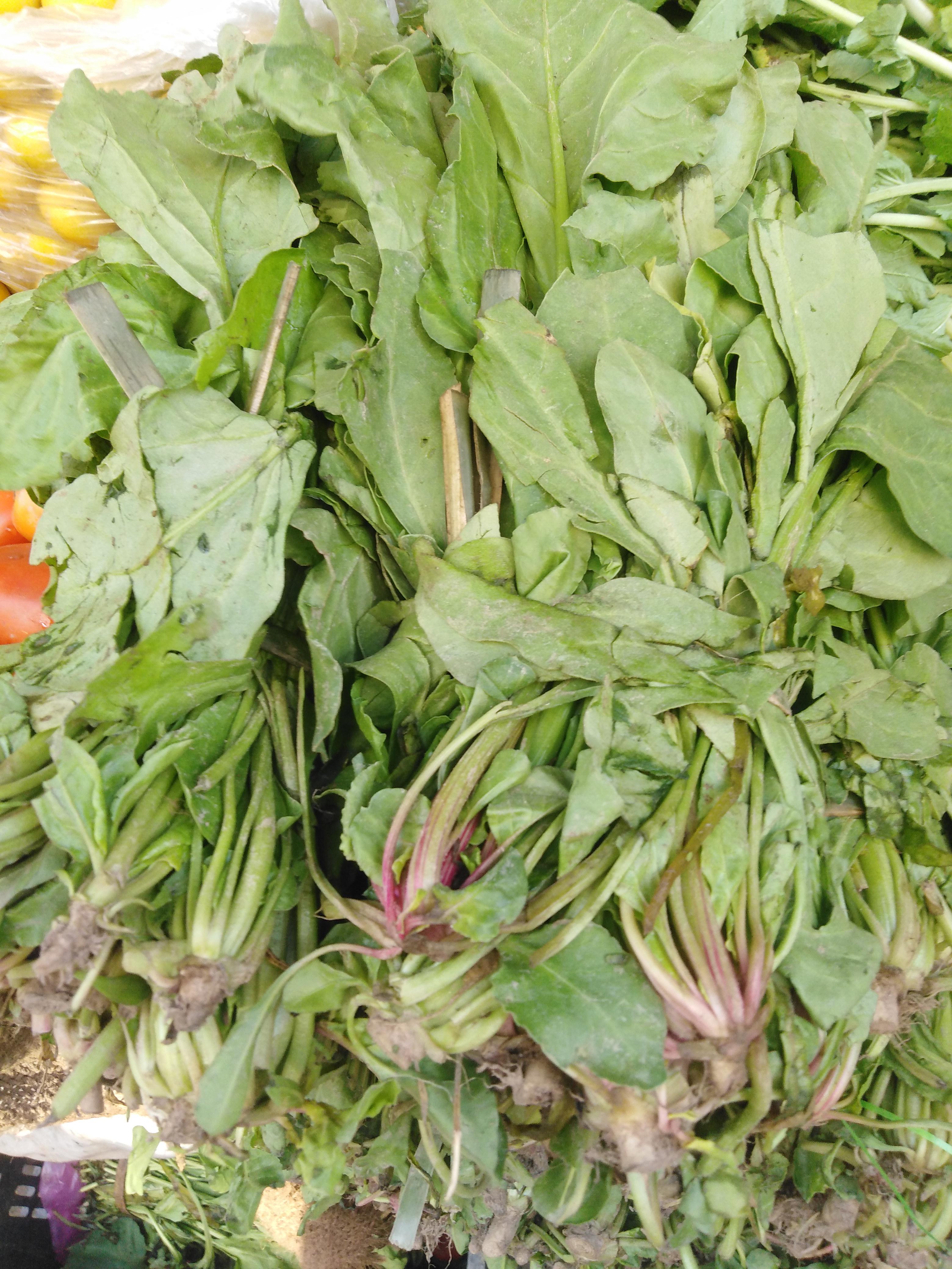 Vegetable Gardening: Fresh palik in Punjab village Pakistan. - All For ...