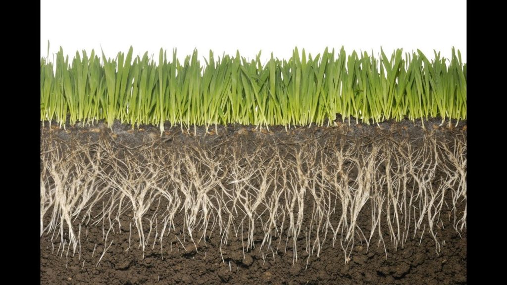MIgardener: How Do Roots Know Where to Grow? Levi Explains | S2:E3 | MIgardener How Do Roots Know Where to Grow? Levi Explains | S2:E3 | MIgardener