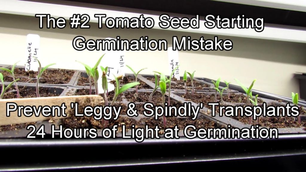 How to Prevent this #2 Tomato Seed Starting Mistake - Germination & Lighting: Two Minute TRG Tips