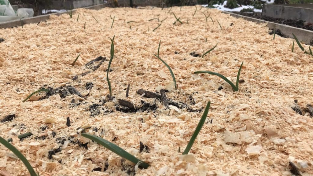 Mulching Garlic - How and Why You Should Do It