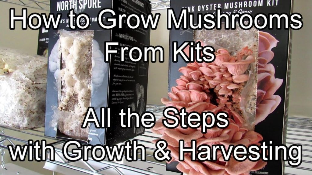 How to Grow Mushrooms From Kits - All the Steps: Starting, Growth Examples, Humidity & Harvesting