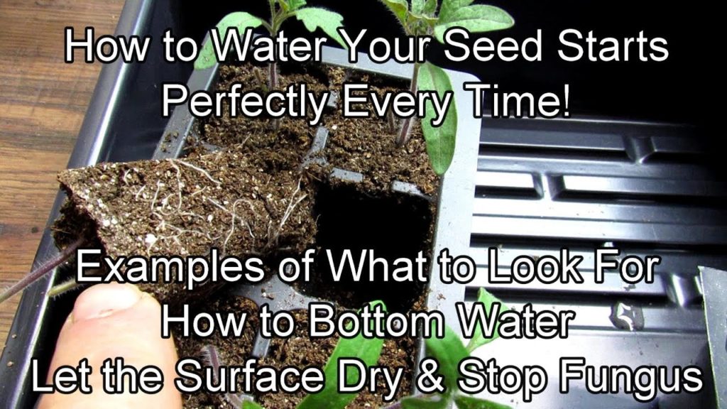 How to Water Your Seed Starts Perfectly Every Time & Managing Fungus Growth: Two Minute TRG Tips