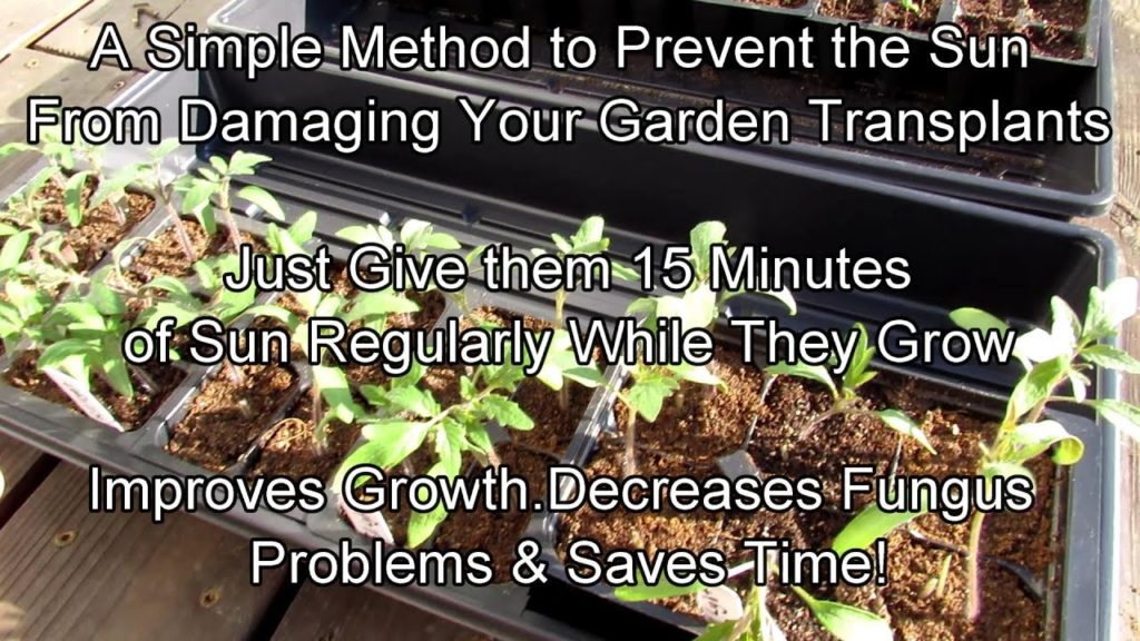 How to Easily Acclimate Your Seed Starts to the Sun & Reduce Fungus Issues: Two Minute TRG Tips
