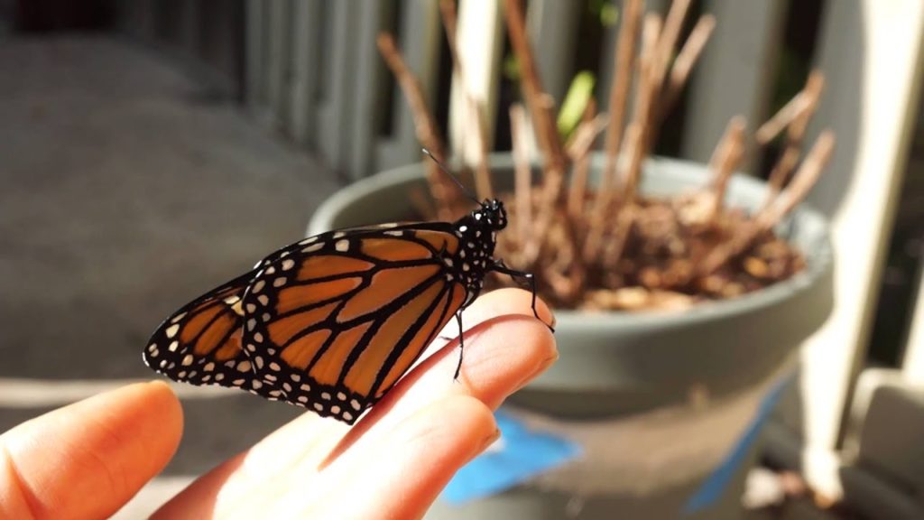 Monarch Butterfly Just After Emerging From Cocoon
