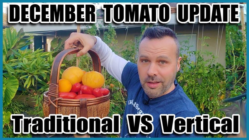 December Tomato Update  -- Vertical vs Traditional