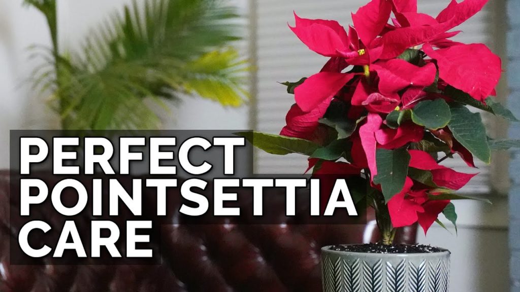 How to Care For Poinsettias (And Make Them Bloom Next Year)