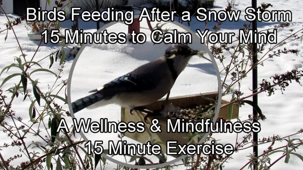 Garden & Wellness Series: 15 Minutes of Mindfulness - Watching Birds Feed After a Snow Storm