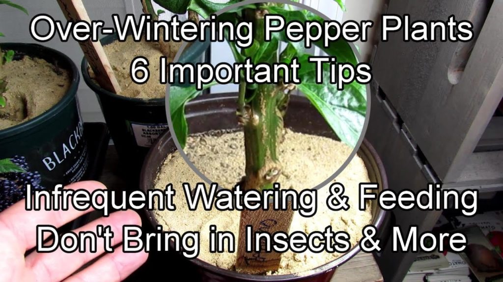 6 Key Tips for Over-Wintering Pepper Plants Indoors with Growth Examples: Don't Bring in Insects!