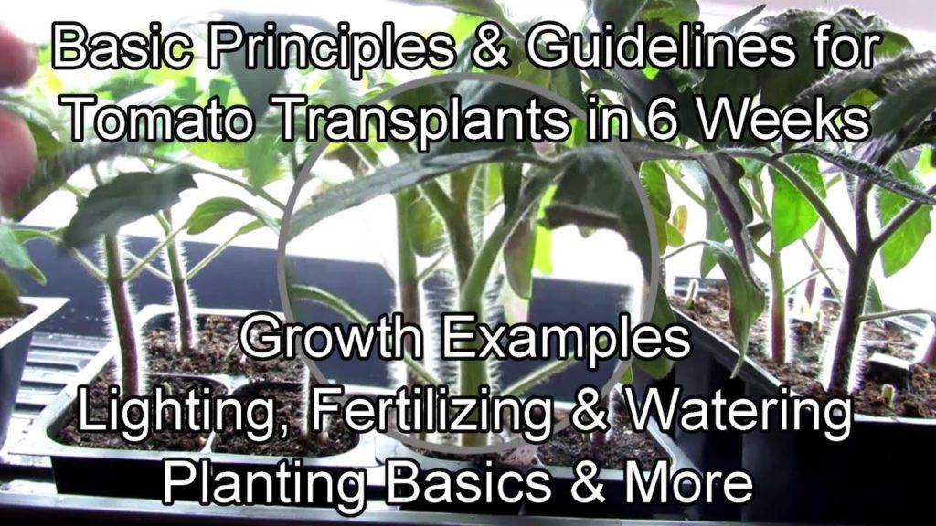 All the Steps for Growing Tomato Transplants in 6 Weeks: Container Size Matters, Lighting & More
