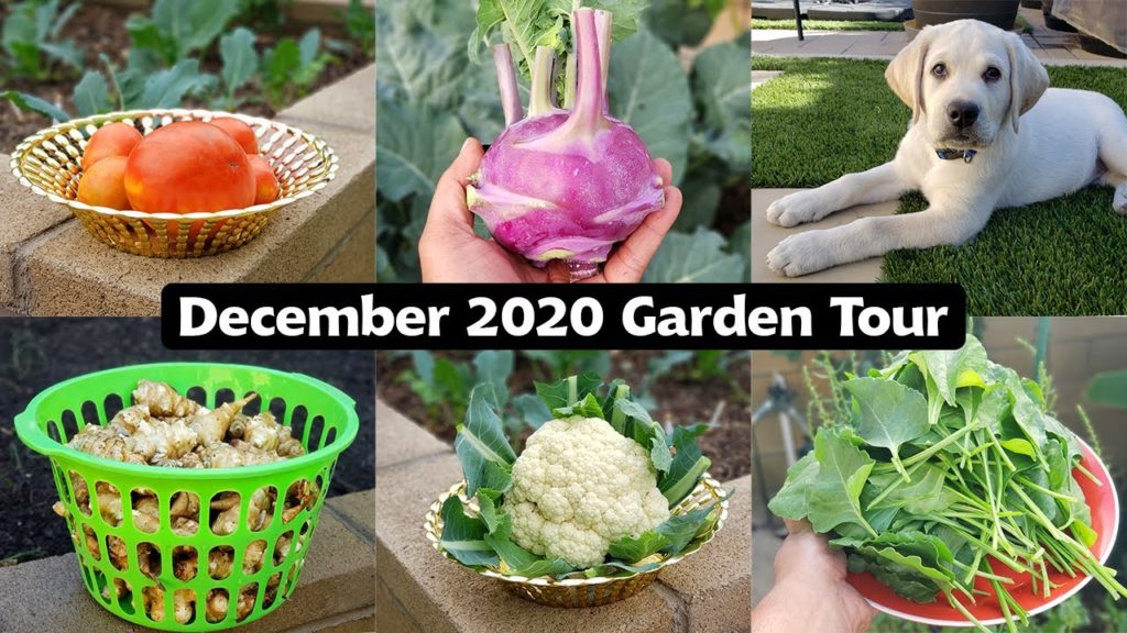 California Gardening: California Gardening December 2020 Garden Tour – Winter Harvests, Garden Tips & Our Lab Puppy! California Gardening December 2020 Garden Tour - Winter Harvests, Garden Tips & Our Lab Puppy!