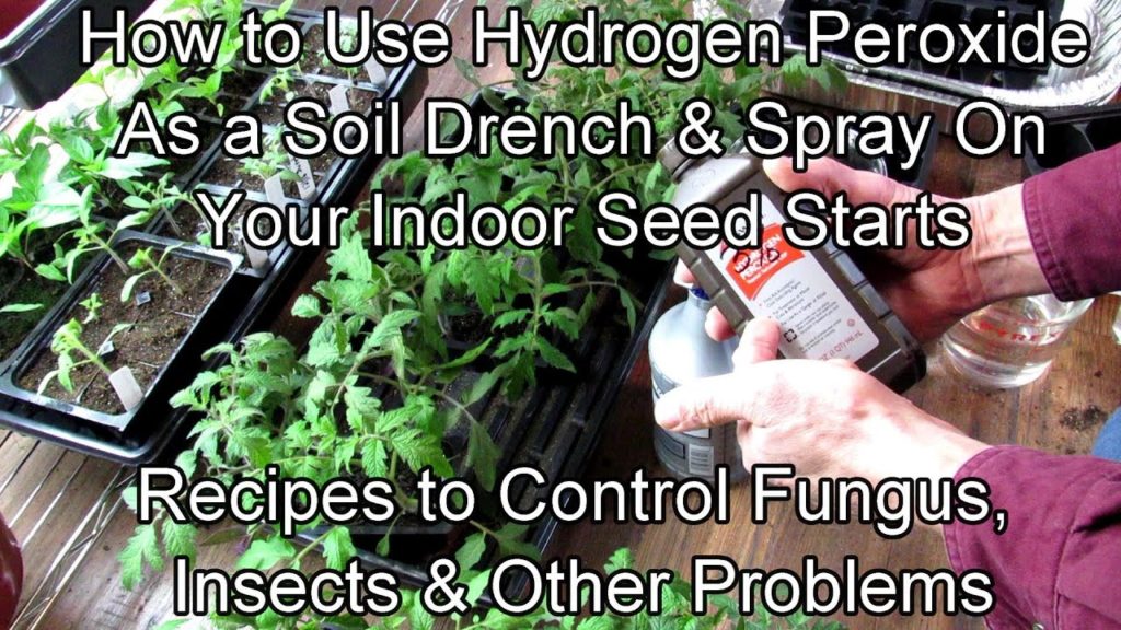 How to Use Hydrogen Peroxide on Seed Starts to Control Fungus,  Insects & Other Problems: Recipes!