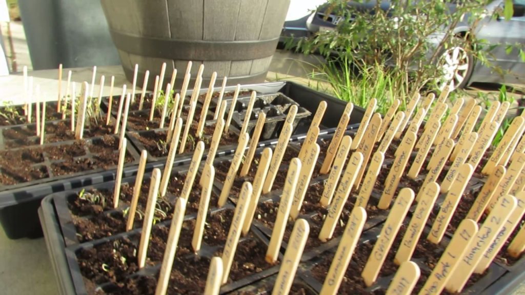How to Start Tomato/Vegetable Seeds Without Grow Lights: Join Grow It Cook It Eat It