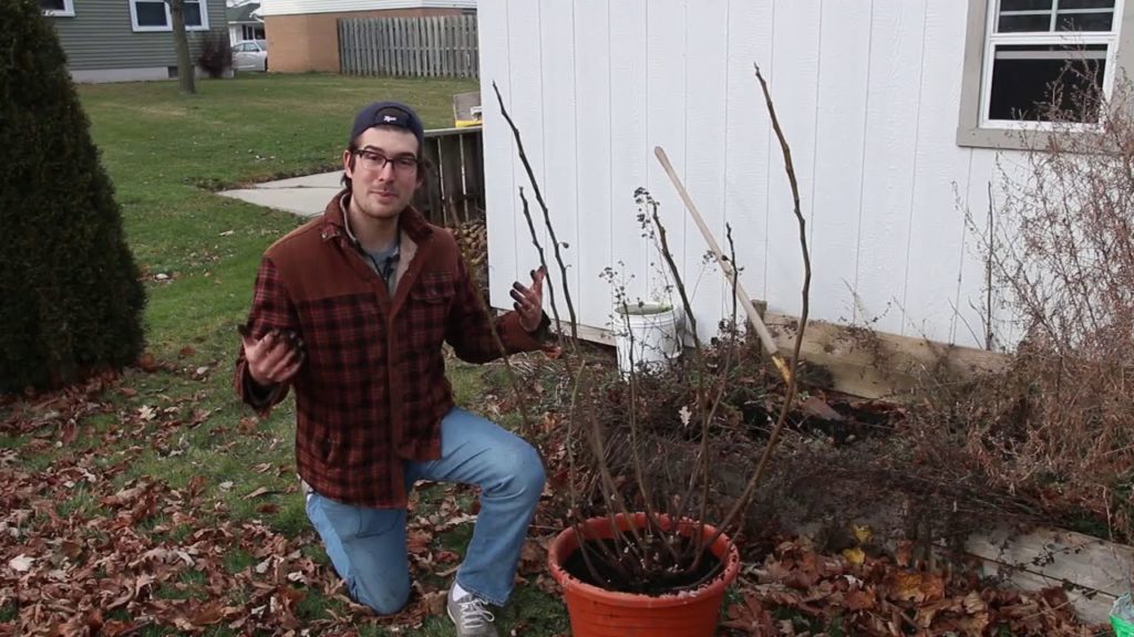 Digging Up our Fig Tree in The Middle Of Winter to Save It