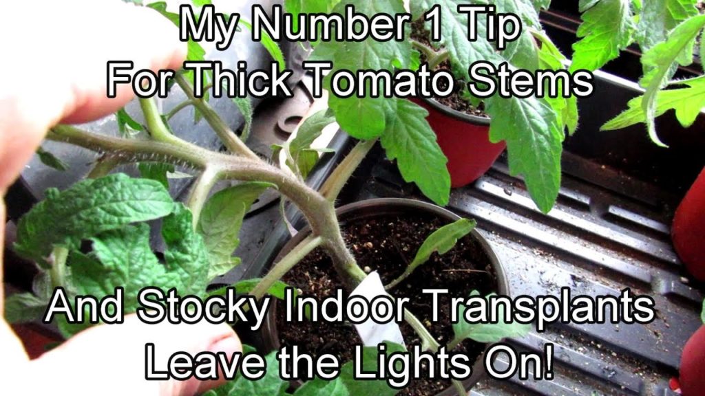 Gary Pilarchik: My #1 Tip for Growing Strong Stocky Indoor Tomato Transplants – No Legginess!: Two Minute TRG Tips My #1 Tip for Growing Strong Stocky Indoor Tomato Transplants - No Legginess!: Two Minute TRG Tips