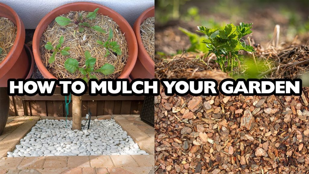 California Gardening: Mulching 101   How to mulch your garden and what mulch to choose Mulching 101   How to mulch your garden and what mulch to choose