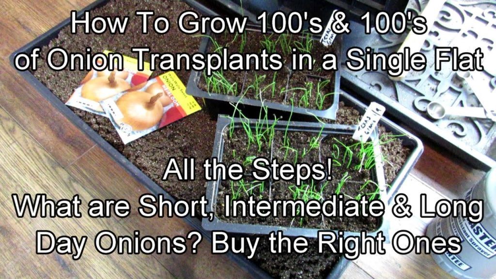 Gary Pilarchik: All the Steps for Growing 100's of Onion Transplants in a Single Flat & What are Onion Growing Zones All the Steps for Growing 100's of Onion Transplants in a Single Flat & What are Onion Growing Zones